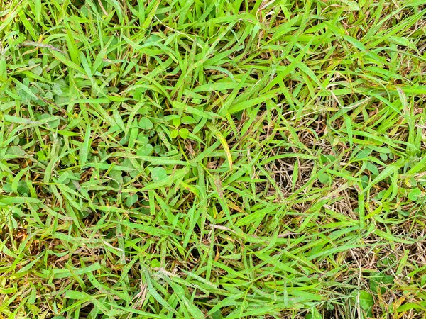 Yeşil ve yemyeşil bahçe çimenleri. Arka plan yemyeşil çimenler..