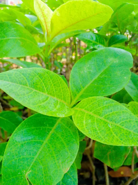 Yeşil yapraklar güzel bir arkaplan deseni oluşturuyor.