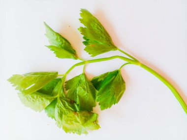 Kereviz yaprakları beyaz arkaplanda yalıtılmış. Aromatik için yeşil sebzeler.