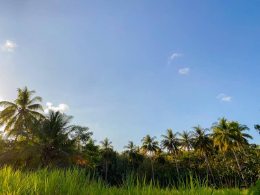 Sabah saatlerinde parlak gökyüzü arkaplanı. Mavi gökyüzü ve hindistan cevizi ağaçları manzaralı beyaz bulutlar..