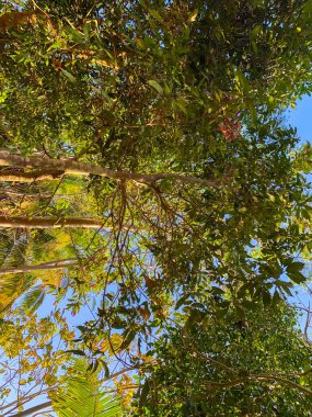 Manzara ağaçların dallarına ve yapraklarına bakıyor..