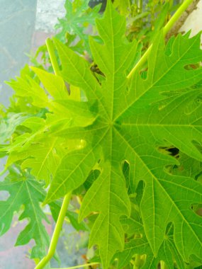 Papaya bahçede yapraklar bırakır. Yeşil papaya yaprakları.