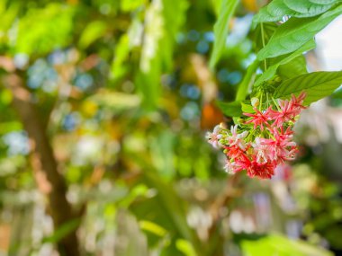 Hollanda yasemini ya da Rangoon sürüngen çiçeği.