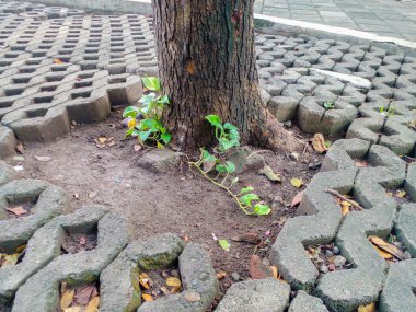 Çimento tuğlaları, yaprak ve ağaçla kaplı. Desenli beton tuğla arka plan.