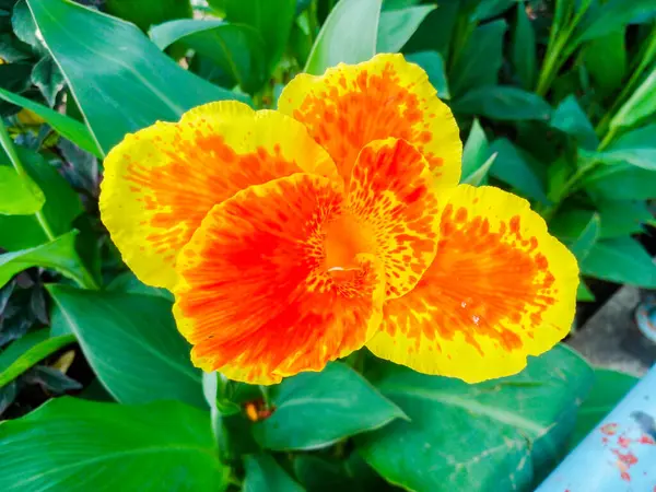 Güzel Burbank Canna 'Sarı Kral Humbert' bitkisi yeşil yapraklı.