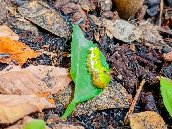 Papilio memnon tırtılları portakal yapraklarının üzerine tünemiş.