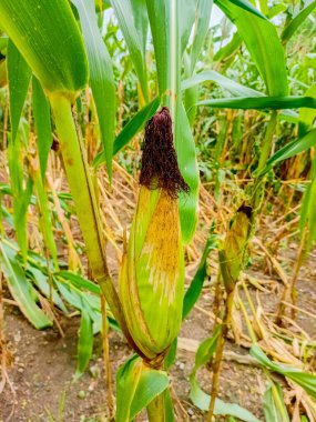 Mısır tarlasında mısır koçanı.