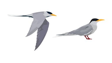 Nehir Tern Kuşu vektör çizimi