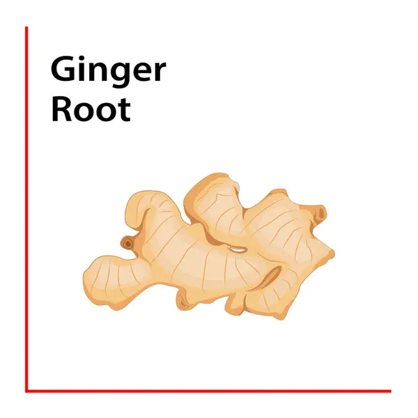 Ginger Kök premium vektör çizimi