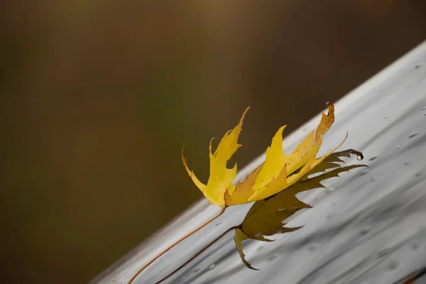 Herbstliches Ahornblatt Auf Der Nassen Windschutzscheibe Eines Autos Herbststimmung — Stockfoto