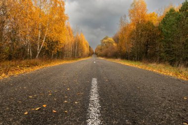 Parlak sonbahar ormanları arasında asfalt yol.