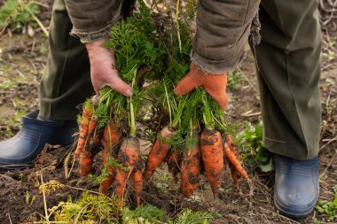 Yerden koparılmış havuçlu basit bir köylünün elleri. Köydeki gerçek hayat..