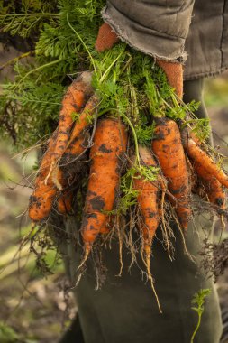 Yerden koparılmış havuçlu basit bir köylünün elleri. Köydeki gerçek hayat..