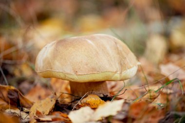 Sonbahar ormanında yakın plan beyaz mantar boletusu. Ormanın armağanları. En yüksek yemek kategorisinde mantar..