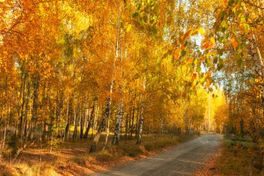 Sonbahar ormanı, yolda düşen yapraklar. Güneşli bir günde, huş ağacı korusu ve toprak yol..
