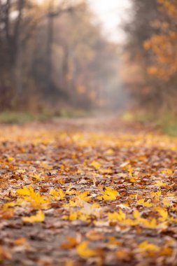 Yolunda yaprakları dökülmüş sonbahar ormanı. Akçaağaç yaprakları üzerindeki çok sığ alan derinliği sanatsal bir etki ve renkli ağaçların bulanık arkaplanı olarak