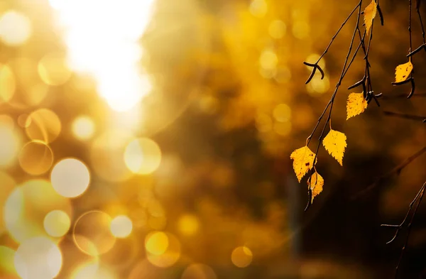 Ветви Желтыми Листьями Березы Золотым Боке — стоковое фото