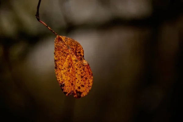 Einsam Trockenes Herbstblatt Auf Einem Ast Spätherbststimmung — Stockfoto
