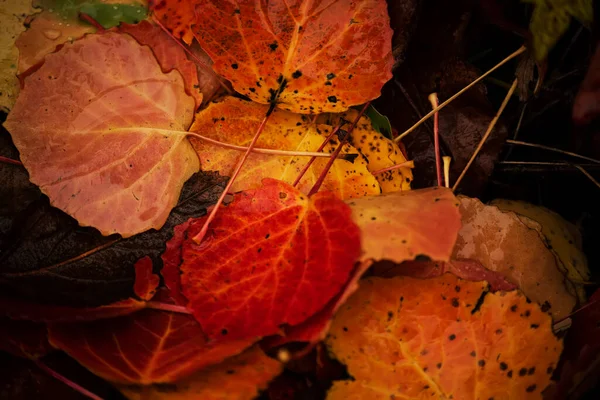 Leuchtend Bunte Nasse Blätter Auf Dem Boden Pappelblätter Hintergrund Herbst — Stockfoto