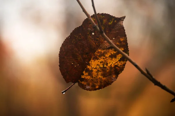 Einsam Trockenes Herbstblatt Auf Einem Ast Spätherbststimmung — Stockfoto