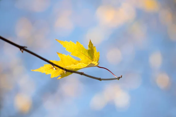 Κίτρινο Φύλλο Φθινοπώρου Ένα Κλαδί Μια Ηλιόλουστη Μέρα Και Πολύχρωμο — Φωτογραφία Αρχείου