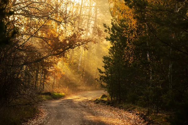 秋の森の中で優しい晴れた朝 森の中の道と日光の光線 — ストック写真