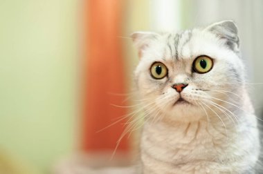 Bir kedinin ağızlık yakın çekim. Yumuşak odaklanma. İskoç katlama.