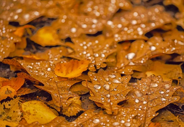 露頭に黄色のオークの葉の自然な秋の背景 選択的焦点 — ストック写真