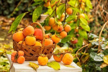 Bahçedeki hurma dalları arasında olgun hurma meyveleriyle dolu sepet..