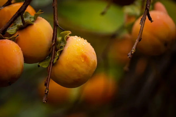 Érett Datolyaszilva Gyümölcs Egy Ágon Kertben Cseppekben Eső Után Közelkép — Stock Fotó
