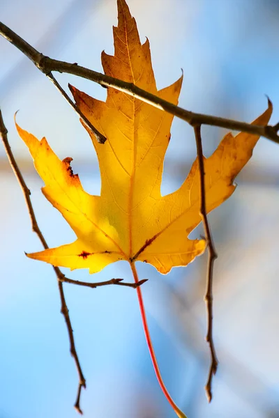 Gele Herfst Blad Een Aftakking Een Zonnige Dag — Stockfoto