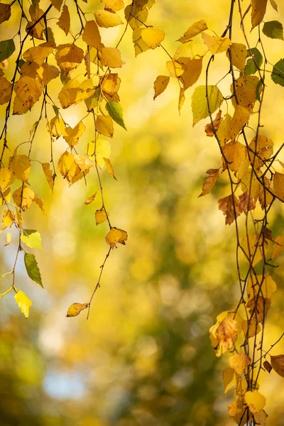 Berk Takken Met Gele Bladeren Tegen Achtergrond Van Gele Bokeh — Stockfoto