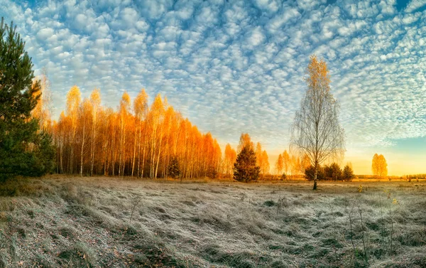 Panoramic Photo Beautiful Autumn Morning Forest Contrast Golden Birches Sunny — Stock Photo, Image