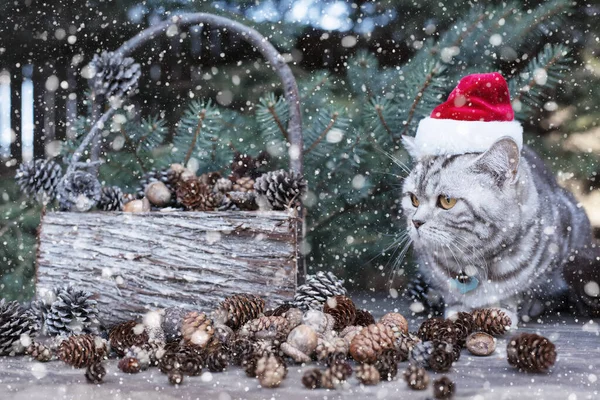 Lindo Gatito Sombrero Santa Claus Ramas Árbol Navidad Con Nieve —  Fotos de Stock