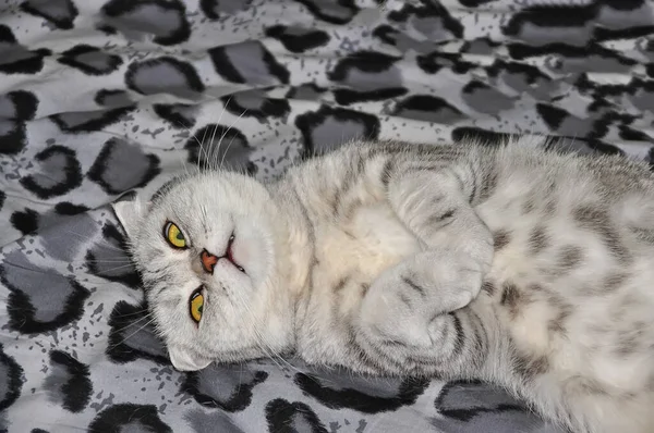 Gato Listrado Cinza Encontra Uma Pose Engraçada Com Uma Expressão — Fotografia de Stock