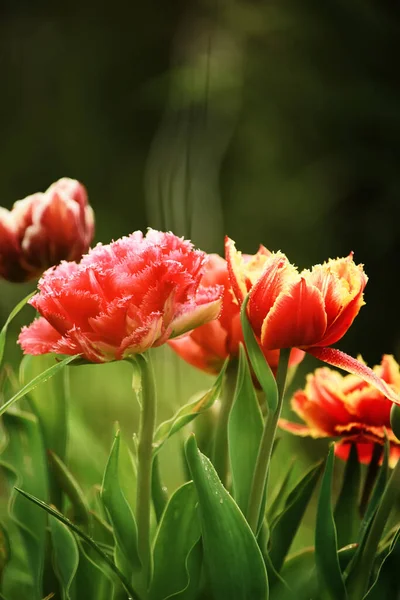 Тюльпан Цветы Весеннем Саду — стоковое фото