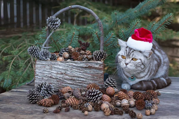 Lindo Gatito Sombrero Santa Claus Ramas Árbol Navidad Año Nuevo —  Fotos de Stock