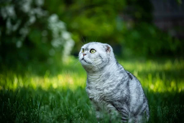Scottish Fold Cat Green Grass Garden — Stock Photo, Image