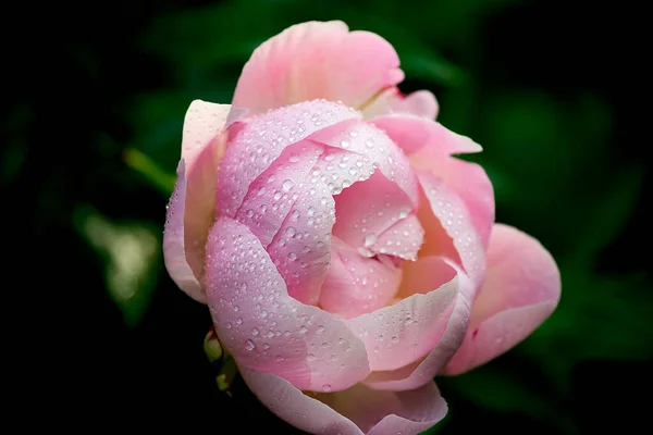 Цветок Розового Пиона Каплях Росы Крупным Планом Селективный Фокус — стоковое фото