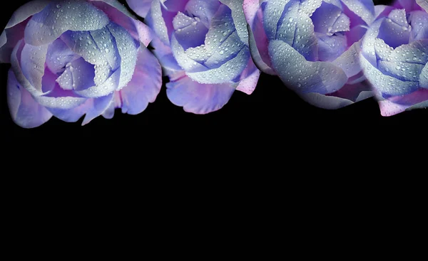 Панорамне Фото Фантастичних Фіолетових Півоній Краплі Роси Чорному Тлі Верхній — стокове фото