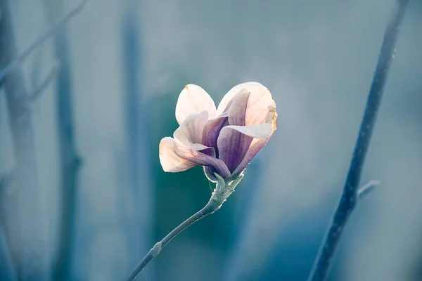 Delicate Magnolia Flower Cold Blue Background Soft Focus Artistic Photo — Stock Photo, Image