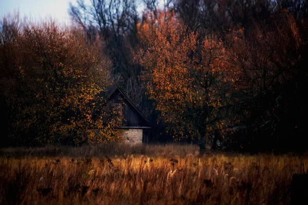 Bahçedeki Sarı Ağaçların Arasındaki Eski Köy Evi Ukrayna Ukrayna Bölgeleri — Stok fotoğraf