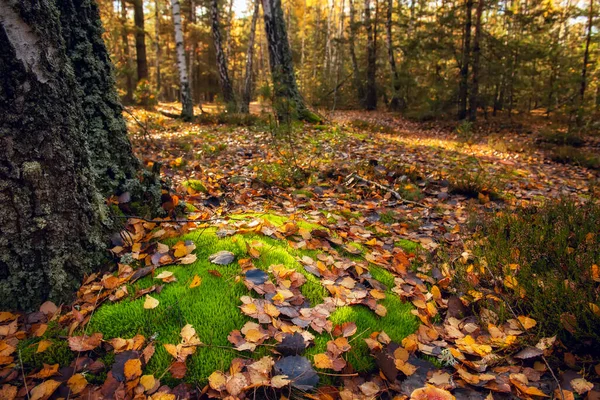 Schöner Herbstwald Gelbe Birken — Stockfoto