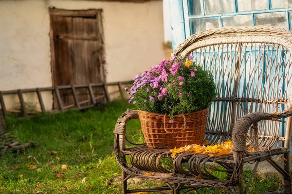 Basket Autumn Flowers Old Wicker Chair Yard Rural House Cozy — Stock Photo, Image