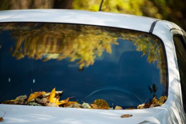 Arabanın ön camında sarı yapraklar ve sonbahar altın ormanının yansıması. seçici odak
