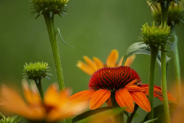 Yeşil Doğal Arka Planda Ekinezya Çiçekleri Grup Planı Seçici Odak — Stok fotoğraf