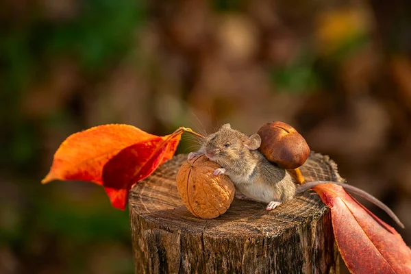 Мышь Несет Большой Орех Грибы Подготовка Пищи Зиме — стоковое фото