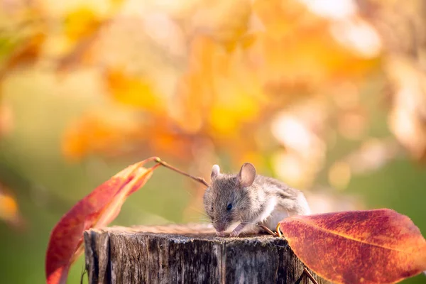 Мышь Пне Среди Ярких Осенних Листьев Саду — стоковое фото