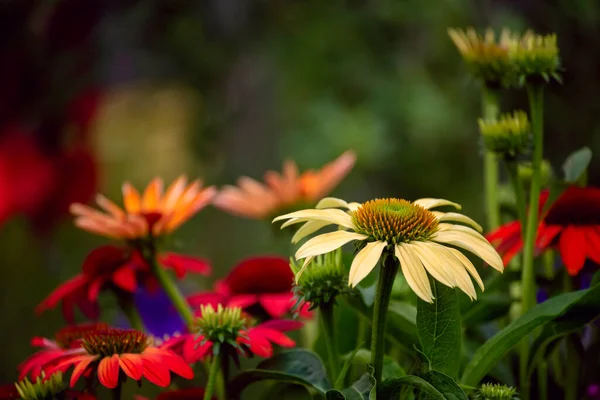 Yeşil Doğal Arka Planda Ekinezya Çiçekleri Evet Seçici Odak — Stok fotoğraf