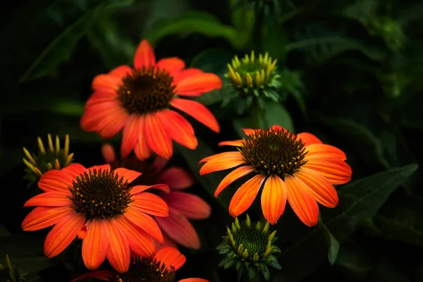 Yeşil Doğal Arka Planda Ekinezya Çiçekleri Seçici Odak — Stok fotoğraf